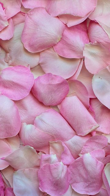 Rose Petals, Pink, Floral Background, 5K