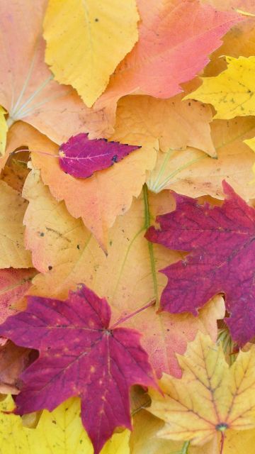 Maple leaves, Fall Foliage, Autumn, Seasons, Fallen Leaves, Colorful, Leaf Background, 5K