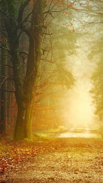 Fall, Forest, Dirt road, Autumn, Foliage, Light, Foggy