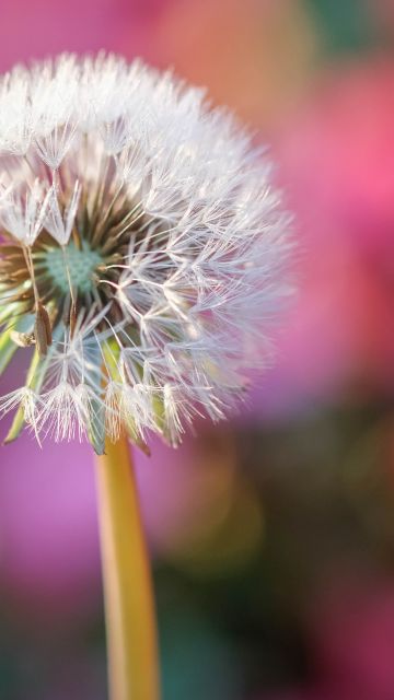 Dandelion flower, Blur background, Selective Focus, Bokeh, Closeup, 5K