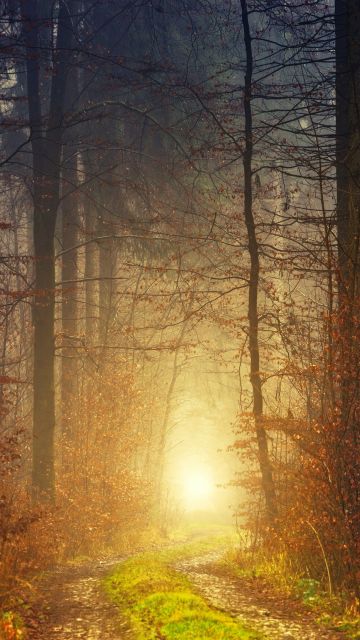 Autumn, Light, Atmosphere, Fall, Daytime, 5K, Forest, 