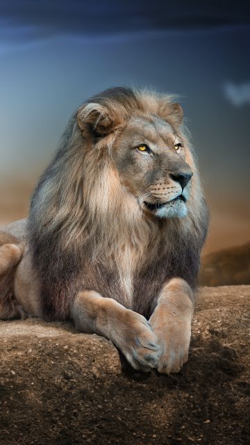 African Lion, Big cat, Carnivore, Predator, Animal Portrait, Blur background, Wild animal, 5K