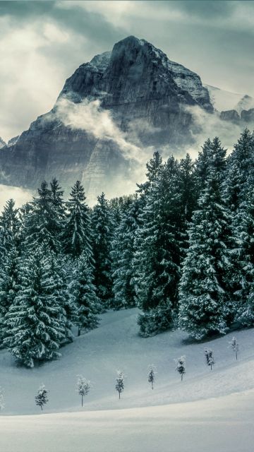 Pine trees, Winter, Forest, Mountains, Peak