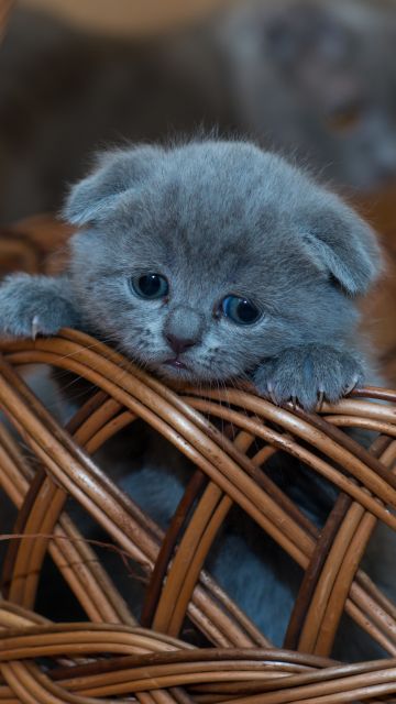 Russian Blue Kitten, Cat, Brown Basket, Pet, Kawaii, Feline, Sad, Mood, 5K, Brown aesthetic