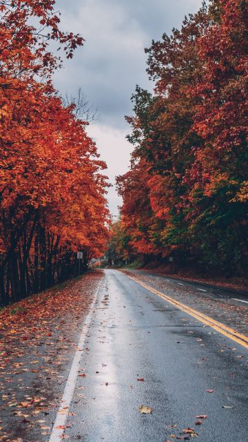 Autumn trees, Foliage, Seasons, Fall, Empty Road, Landscape, Scenery, 5K