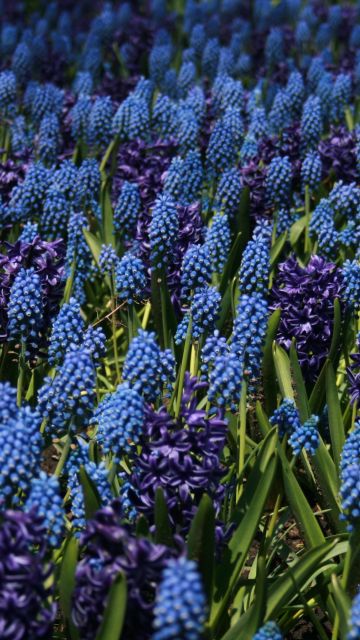 Lupine Field, Blue flowers, Floral Background, Bloom, Garden, Blossom