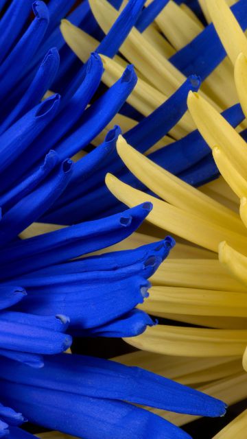 Blue flower, Yellow flower, Closeup, Macro, Blossom, Bloom, Spring, Floral Background, Petals, 5K