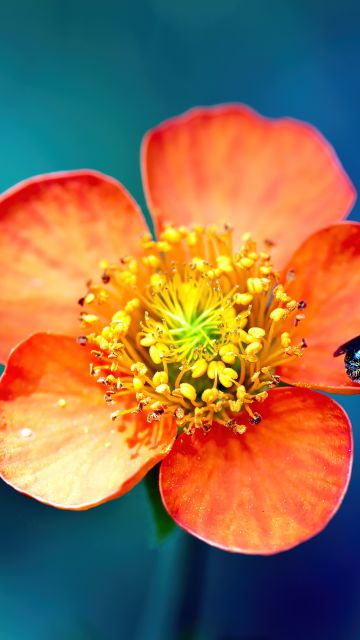 Bee, Pollination, Macro, Orange flower, Bokeh, Blue background
