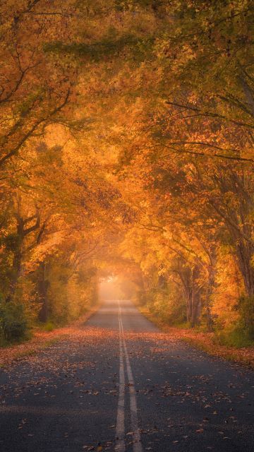 Autumn trees, Road, Autumn colors, Fall Foliage, Tarmac, 5K, 8K