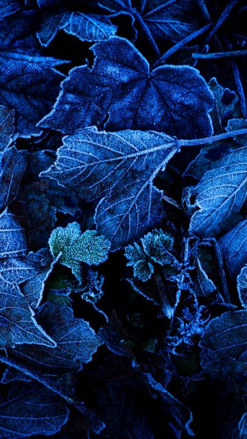 Frozen Leaves, Foliage, Blue, Closeup, On The Ground, Winter, 5K
