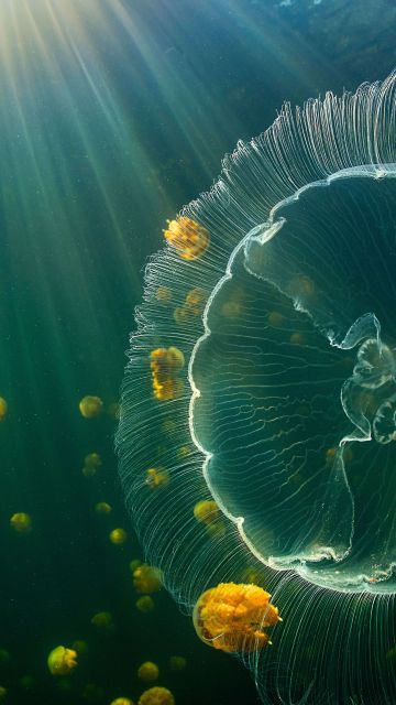 Jellyfish, Raja Ampat Islands, Underwater, Sunlight, Jellyfishes, Indonesia, 5K, 8K
