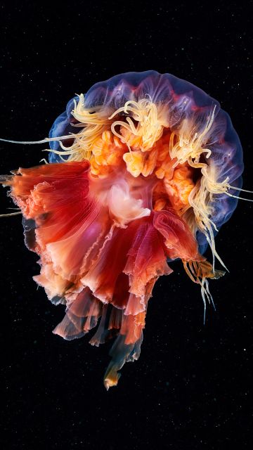 Jellyfish, Cyanea capillata, Lion's mane jellyfish, Giant jellyfish, Underwater, Black background