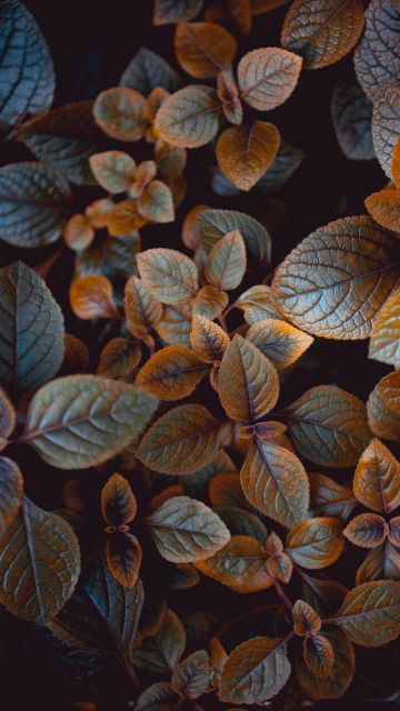 Leaves, Brown aesthetic, Plant