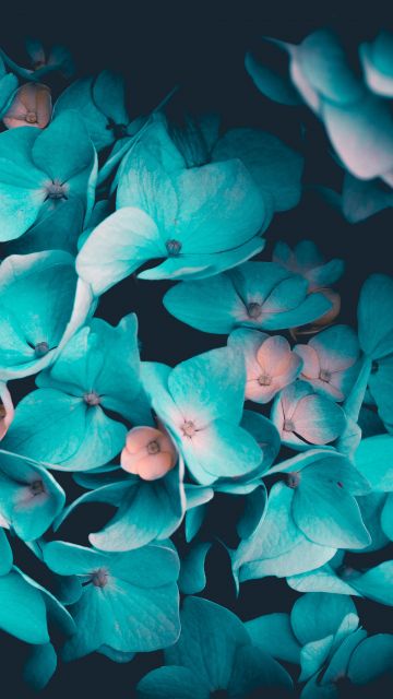 Blue flowers, Petals, Teal, Black background, 5K