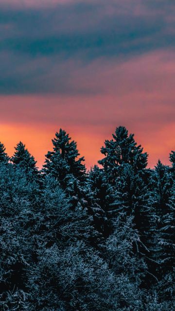 Winter, Pine trees, Evening sky, Dusk, Twilight