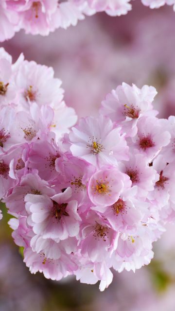 Cherry blossom, Bloom, Spring, Pink flowers, Tree Blossom, Flowering Trees, Selective Focus, Blur background, Floral, 5K