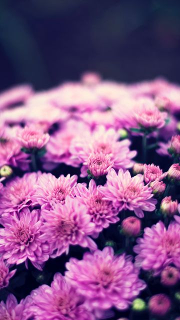 Chrysanthemum flowers, Purple Flowers, Bokeh, Floral, Spring, Flower bouquet