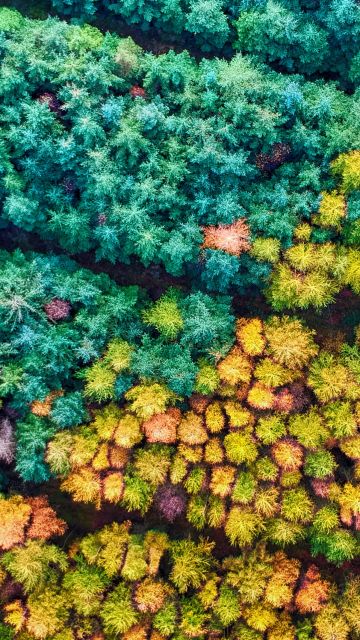 Autumn season, Mamhead Forest, Aerial Photography, Colourful, Autumn trees