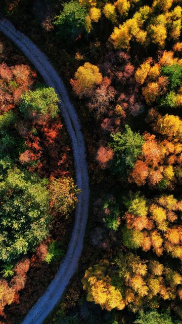 Autumn trees, 5K, Forest path, Seasons, Fall, Aerial view, Drone photo, Beauty in Nature