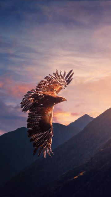 Eagle, Sunset, Mountains, Evening sky, Birds of Prey, Flying bird, Sunlight, 5K