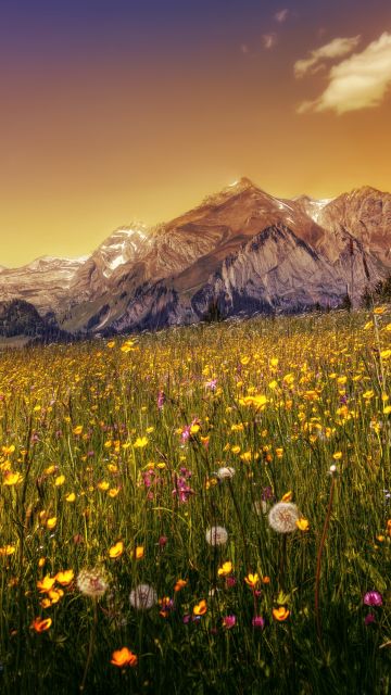 Buttercup field, Yellow flower, Alpstein, Mountain range, Evening sky, Landscape, Scenic, Clear sky, 5K