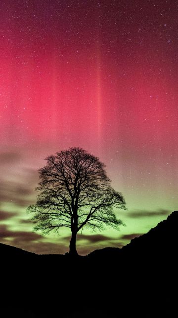 Sycamore Gap Tree, Aurora sky, Northern Lights, Silhouette, Night, Pink sky, 5K