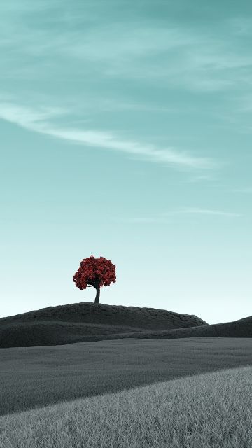 Lone tree, Clear sky, Surreal, Dry fields, Landscape