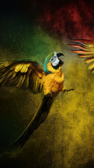 Blue-and-yellow macaw, Scarlet macaw, Colorful background, Color burst, Macaw, Girly backgrounds