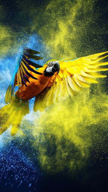 Blue-and-yellow macaw, Macaw, Colorful background, Color burst, Girly backgrounds, 5K, 8K