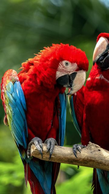 Macaw birds, Couple, Colorful, Jungle, Love Birds, Tropical, Bokeh, 5K