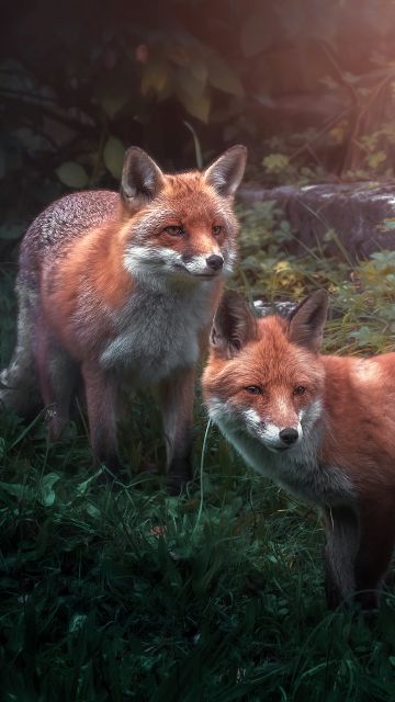 Red fox, Wild animals, Fox pair