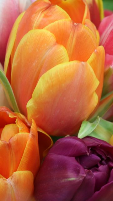 Tulips, Colorful, Floral Background, Bloom, Spring, Closeup Photography, 5K