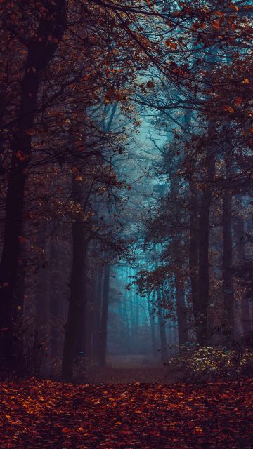 Forest, Fall Foliage, Fog, Morning, Dark, Path, Autumn Forest, Mist, Landscape
