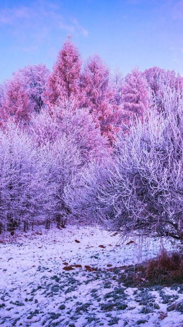 Winter forest, Trees, Landscape, Frost, Snow covered, Sunrise, Morning, Konary, Poland