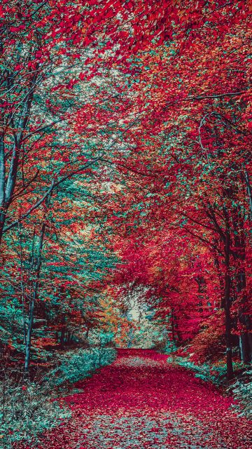 Autumn Forest, Path, Fall Foliage, Trees, Landscape, Scenic