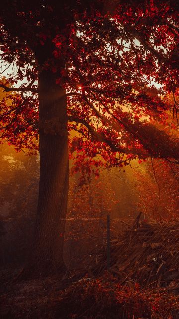 Autumn, Trees, Forest, Sunlight, Red background
