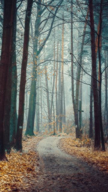 Poland, Forest, Trees, Autumn, Path, Landscape, Fog, Frost