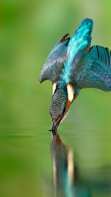 Kingfisher bird, Flying bird, Catching a fish, Fish hunting, Green background