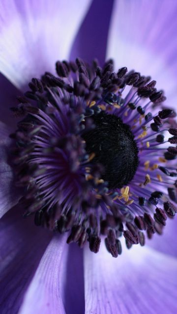 Purple Flower, Aesthetic, Macro, Bloom, Closeup Photography