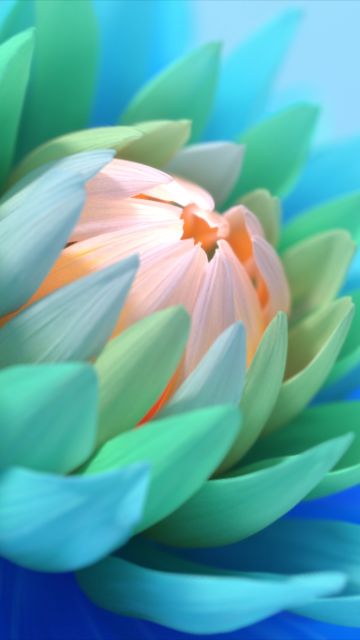 Colorful flower, Blue background, Blossom, Bloom