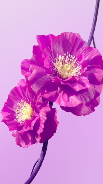 Hibiscus flowers, Pink flowers, Pink background