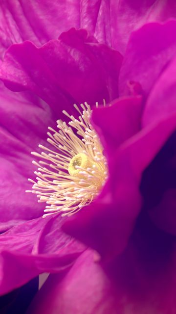 Hibiscus flowers, Pink flower, Macro