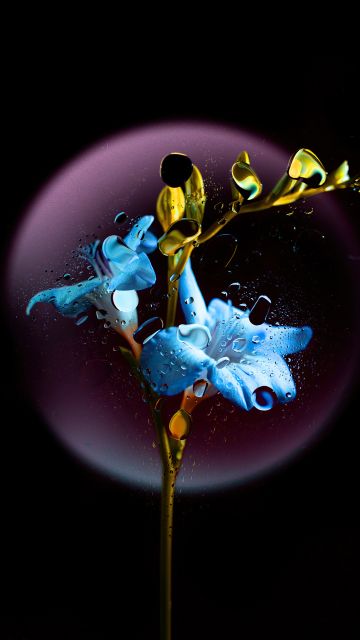 Gentian flower, Blue flower, Black background, AMOLED