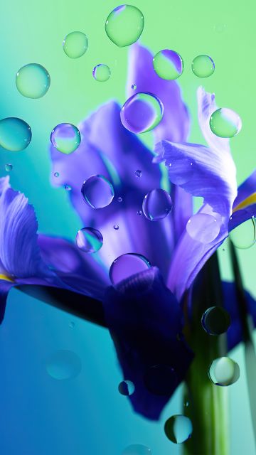 Iris flower, Purple Flower, Water droplets, Gradient background, Radiance, Aesthetic