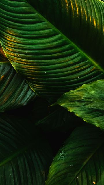Tropical, Green leaves, Plant, 5K
