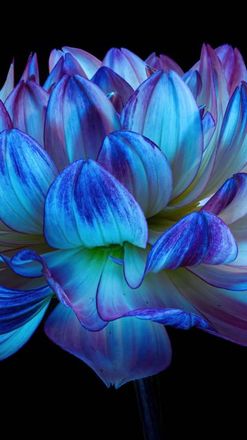 Dahlia flower, Blue flower, Blue dahlia, Black background, AMOLED, 5K