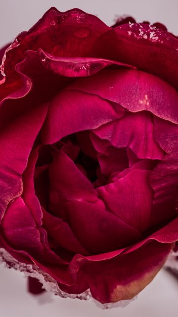 Rose flower, Red Rose, Macro, Closeup, 5K