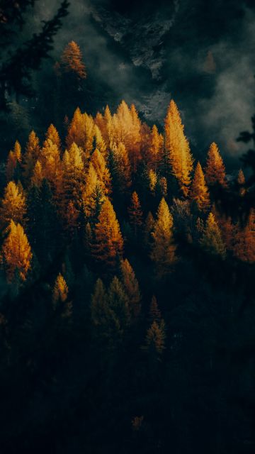 Golden larches, Fall, Forest, Trees, 5K