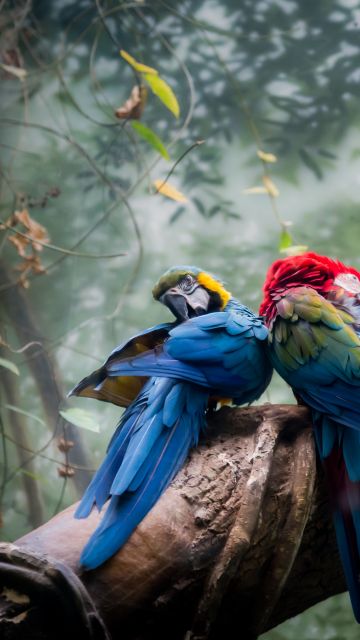 Macaw birds, Bird Couple, Nest, Tree Branch, Forest, 5K