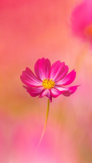 Cosmos flowers, Pink flower, Garden Cosmos, Spring, Blossom, Pink background, 5K